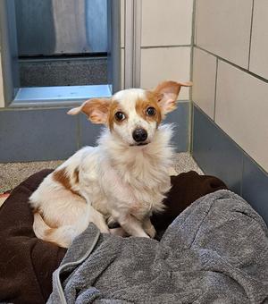 Baxter, Terrier / Mixed Breed, adult, available for adoption