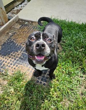 Brantley, American Bulldog / Mixed Breed, adult, available for adoption