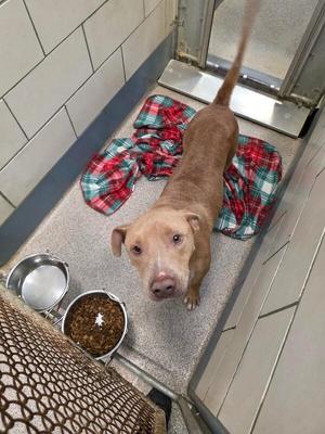 A brown dog with a long tail is lying on a tiled floor next to a red and green plaid blanket. There are two metal bowls, one with food and one with water, in front of the dog. The dog is looking up at the camera.