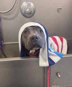 A grey pitbull with a towel draped over its head and a colorful striped towel wrapped around its body, sitting in a grooming tub.