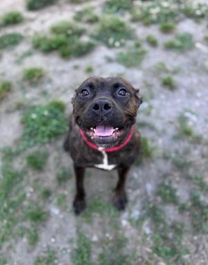 A brindle pit bull mix dog looking up at the camera with its tongue out and a red collar.