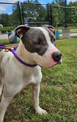 Camry, American Staffordshire Terrier, young, available for adoption
