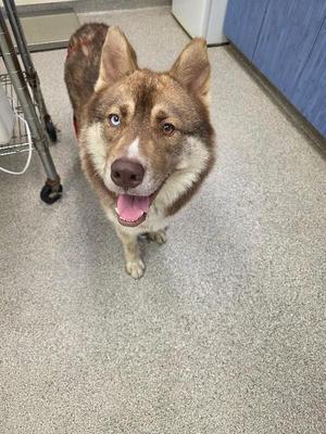 A brown and white dog with blue eyes is standing on a gray floor, looking up with its mouth open and tongue out.