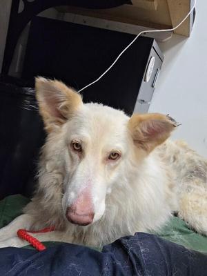 Leslie, German Shepherd Dog, adult, available for adoption