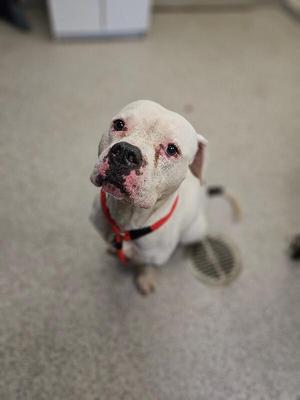 a white dog with a red collar sitting on a concrete floor