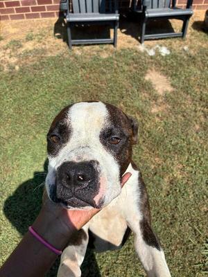 Jack, American Staffordshire Terrier / Mixed Breed, young, available for adoption