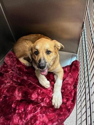 Hammy, German Shepherd Dog / Mixed Breed, young, available for adoption