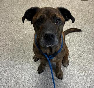 Brooks, Boxer / Chocolate Labrador Retriever, adult, available for adoption