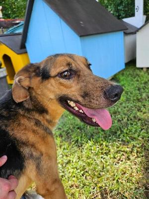 Alora, German Shepherd Dog / Mixed Breed, young, available for adoption