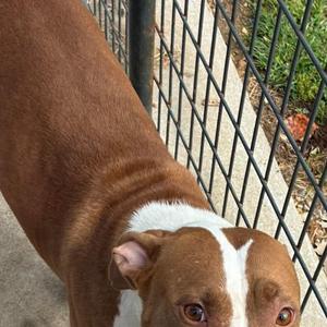 Maggie, American Staffordshire Terrier, puppy, available for adoption