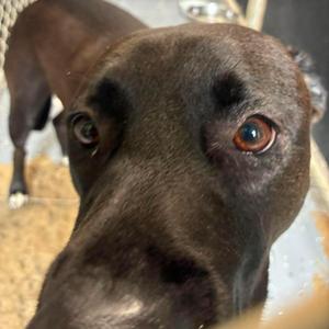 Roman, Chocolate Labrador Retriever / Border Collie, adult, available for adoption