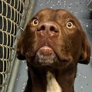 Slim, Chocolate Labrador Retriever, young, available for adoption