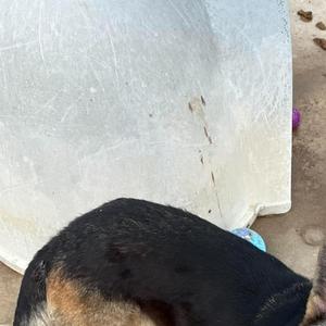 Star, German Shepherd Dog, puppy, available for adoption