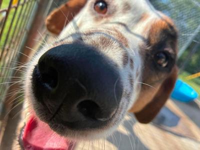 Skylar, Dalmatian, adult, available for adoption
