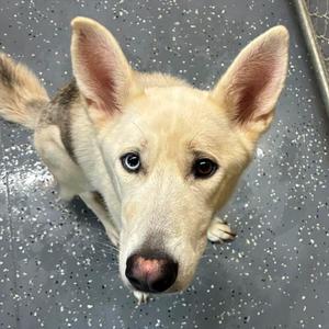 A light-colored dog with pointed ears and dark eyes is looking up at the camera. The dog has a black nose and is standing on a speckled gray surface.