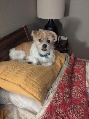 Moki, Border Terrier, senior, available for adoption