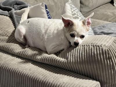 A white dog with large ears is lying on a gray couch, looking directly at the camera.