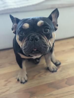 a black and tan French bulldog sitting on a wooden floor