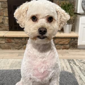 Toto, Miniature Poodle, adult, available for adoption
