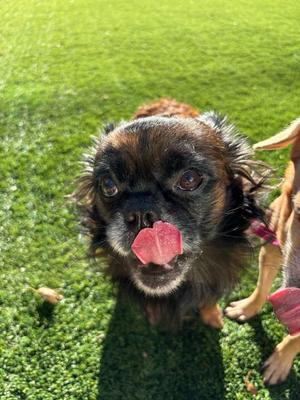 Linus the Lion, Pekingese, adult, available for adoption