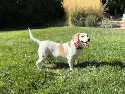 Josie, Beagle, senior, available for adoption