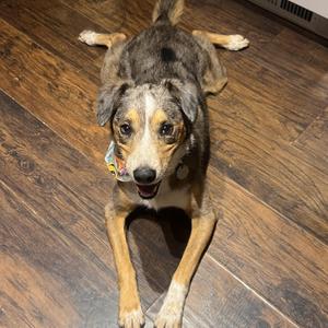 A dog lying on a wooden floor with its legs spread out, looking up at the camera.