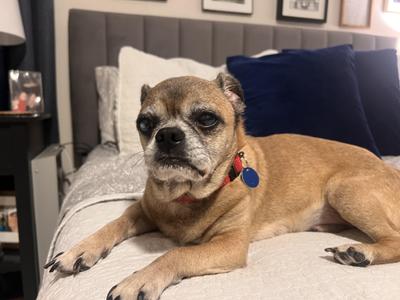 Arthur, Pug, senior, available for adoption