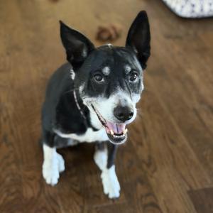 A black and white dog with perked ears and a happy expression, sitting on a wooden floor.