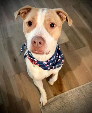 Diesel, Pit Bull Terrier, adult, available for adoption