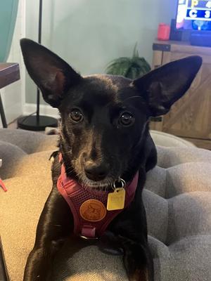 Minnie, Cattle Dog, young, available for adoption