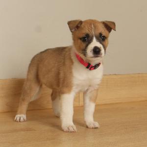 A small brown and white puppy with a red collar standing on a wooden floor.