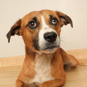 A brown and white dog with floppy ears and a black nose, lying on a wooden floor.