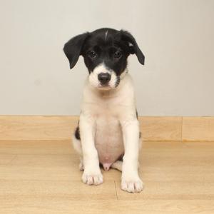 A black and white puppy sitting on a wooden floor