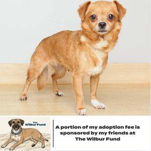 A small brown dog standing on a wooden floor