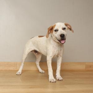 A white dog with brown patches standing on a wooden floor