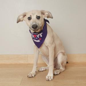 A light-colored dog wearing a purple bandana with text on it, sitting on a wooden floor.