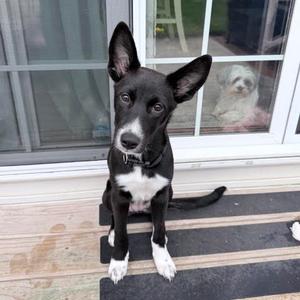 Dolly D71151, Terrier, puppy, available for adoption