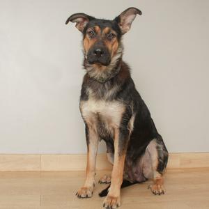 A German Shepherd dog sitting on a wooden floor against a plain wall.