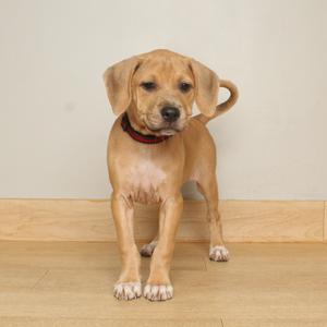A light brown puppy standing on a wooden floor with a red collar.