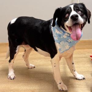 Dilly Bar D64939, Beagle, senior, available for adoption