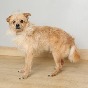 A small, tan, scruffy dog standing on a wooden floor in front of a gray wall.