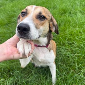 Cupcake D70557, Beagle, adult, available for adoption