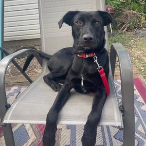Consuela D70655, Retriever, Labrador, young, available for adoption