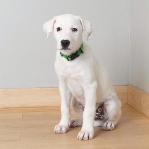 A white puppy with a green collar sitting on a wooden floor.