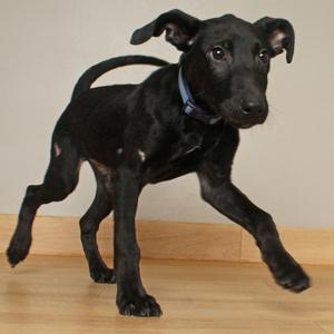 Dale D70234, Retriever, Black Labrador, puppy, available for adoption