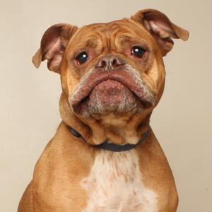 A brown dog with a wrinkled face and floppy ears, wearing a black collar.