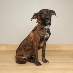 A brindle-colored dog sitting on a wooden floor, looking directly at the camera.