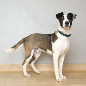 A medium-sized dog with black and white markings stands against a plain wall.