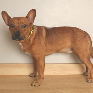 A brown dog standing on a wooden floor, wearing a yellow collar.