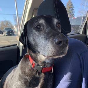 Dax D66899, Retriever, Black Labrador, senior, available for adoption